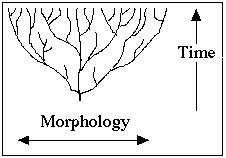 Baraminology Chart