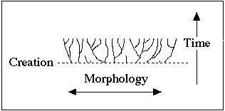 Baraminology Chart